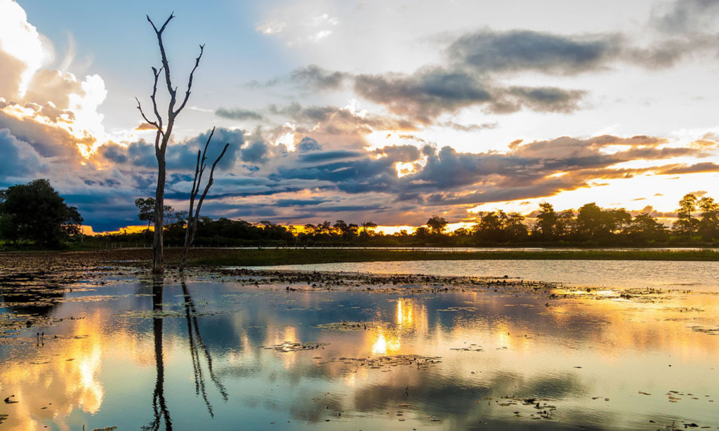 Pantanal, no Mato Grosso do Sul.