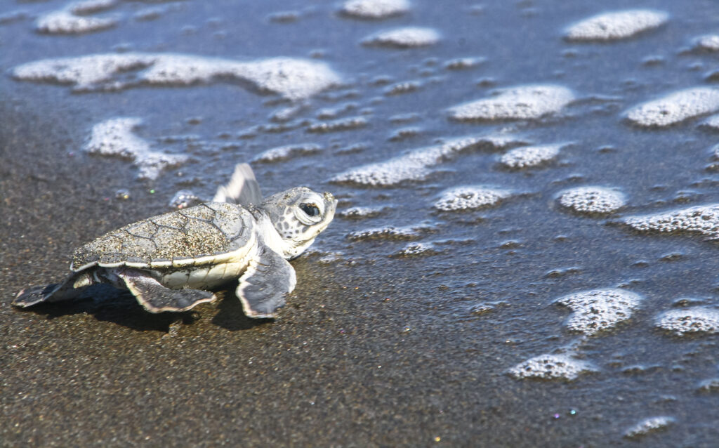 Tartaruga indo ao mar no Parque Nacional Tortuguero, na Costa Rica