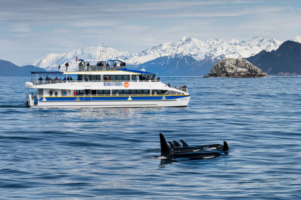 A melhor maneira de ver baleias no Alasca é na água, em passeios de barco, cruzeiro e caiaque.