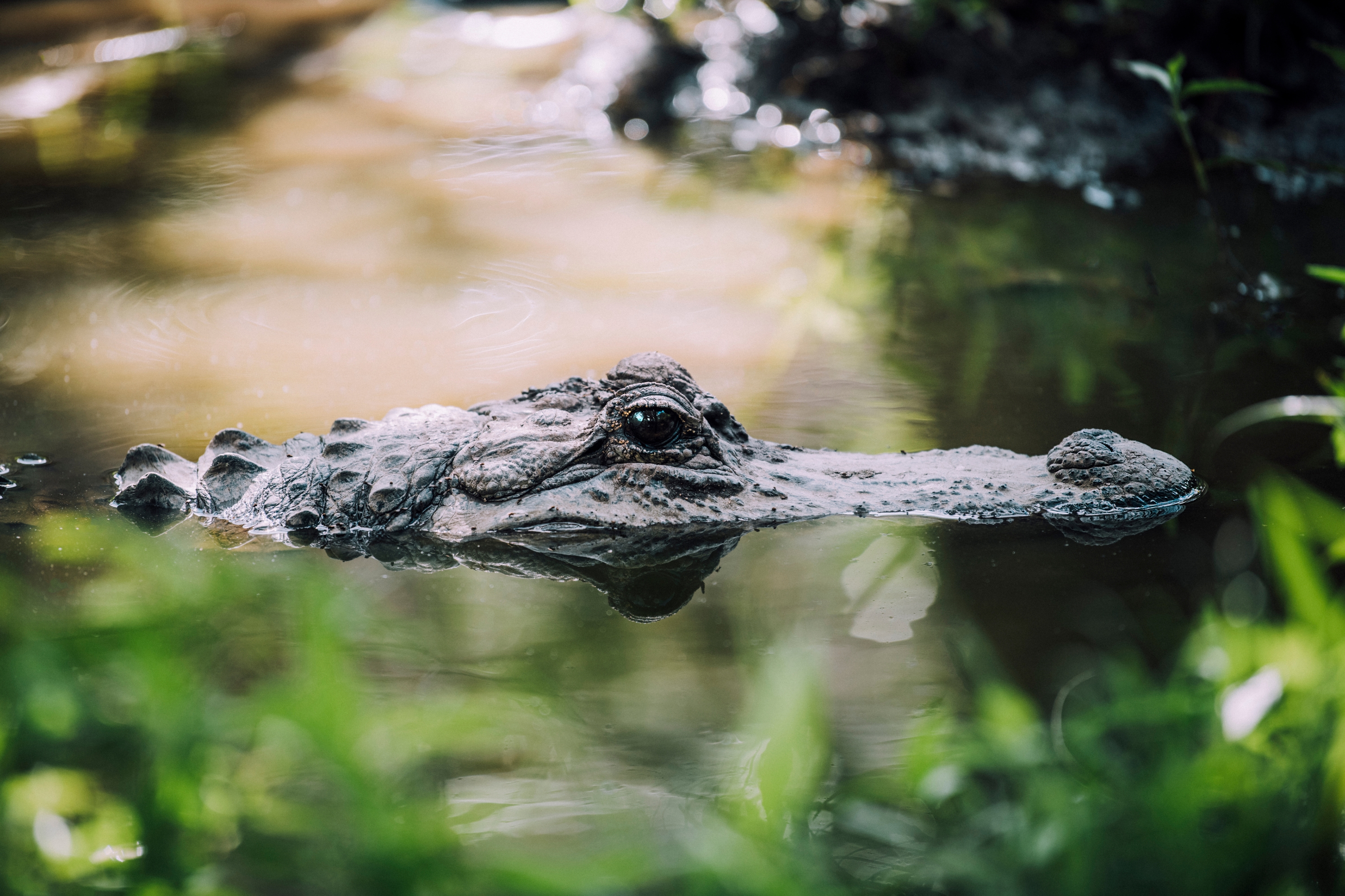 Veja jacarés e outros animais no Parque Nacional de Everglades