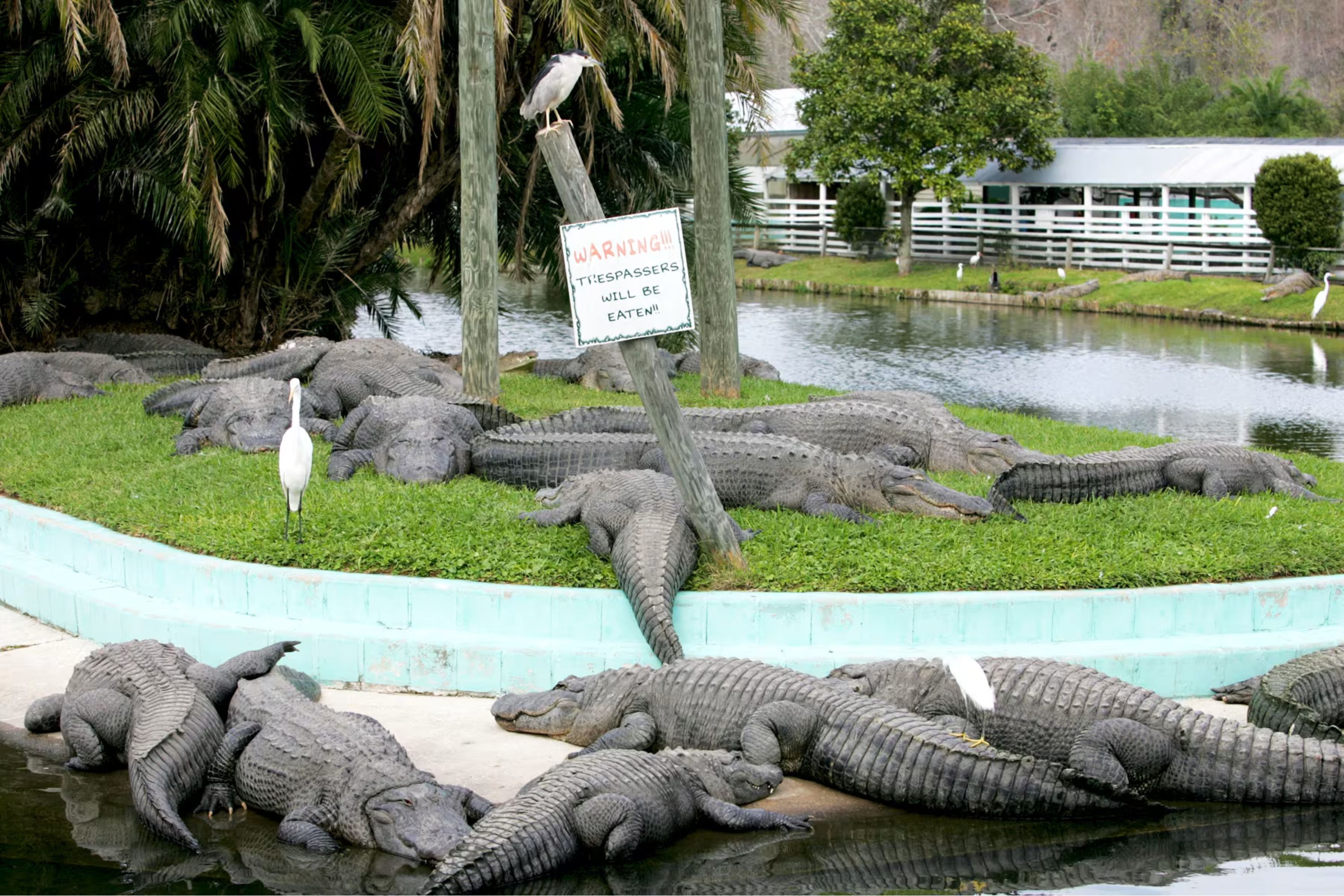 Um passeio clássico na Flórida é o Gatorland!