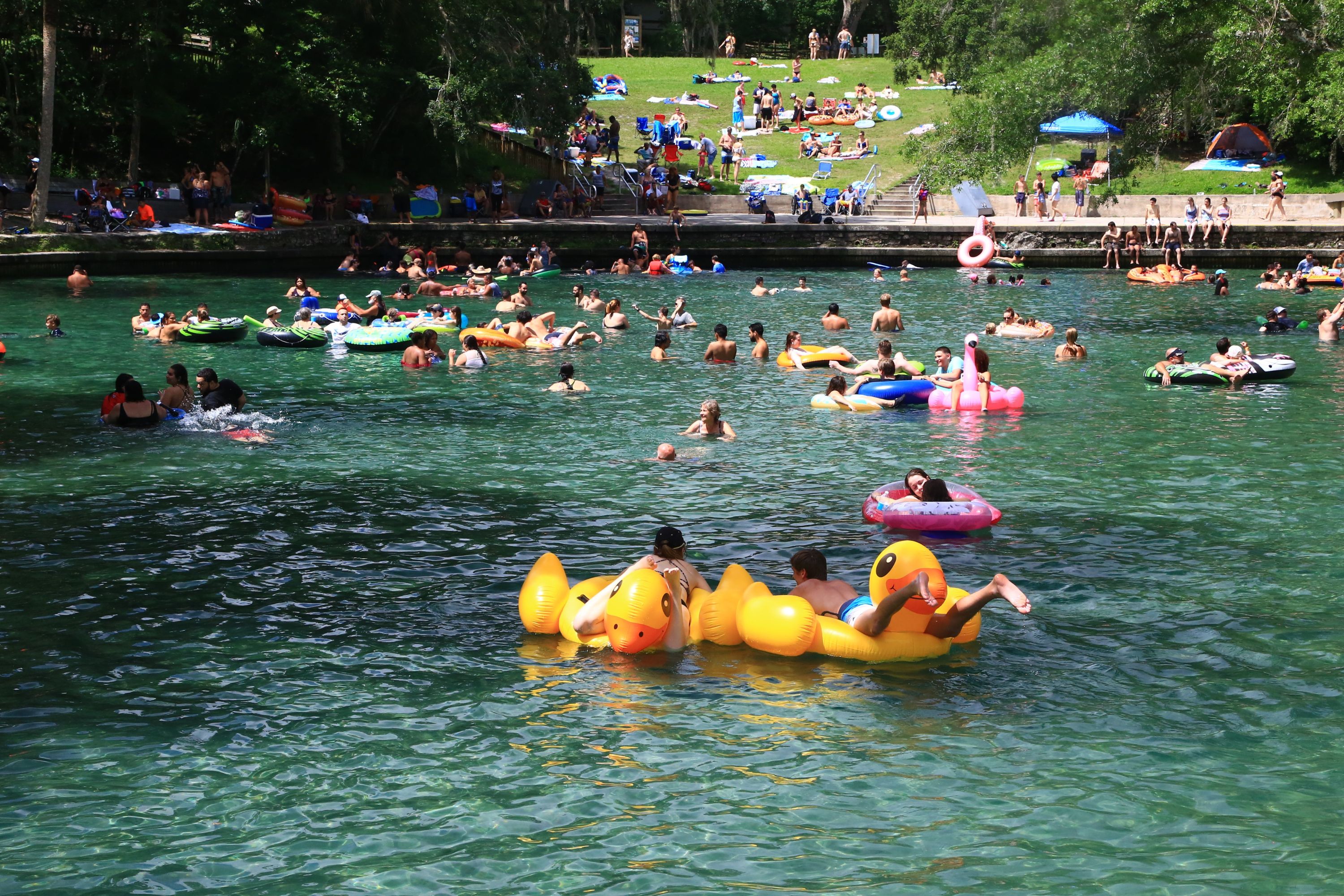 Pertinho de Orlando, é possível mergulhar em um spring - piscinas naturais de águas clarinhas.