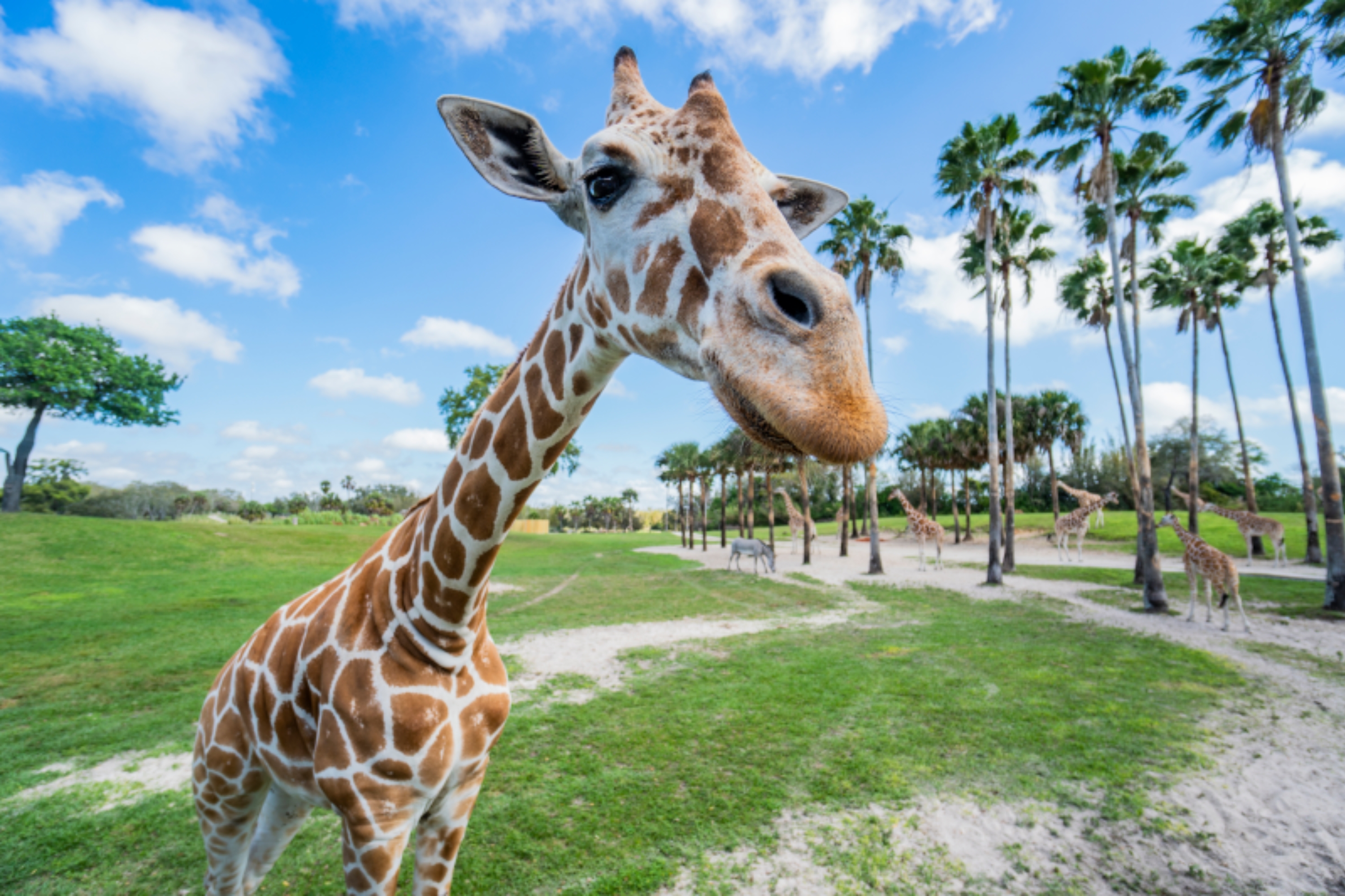 Descubra por que o Busch Gardens fica em Tampa Bay - e saiba mais sobre a história do parque.