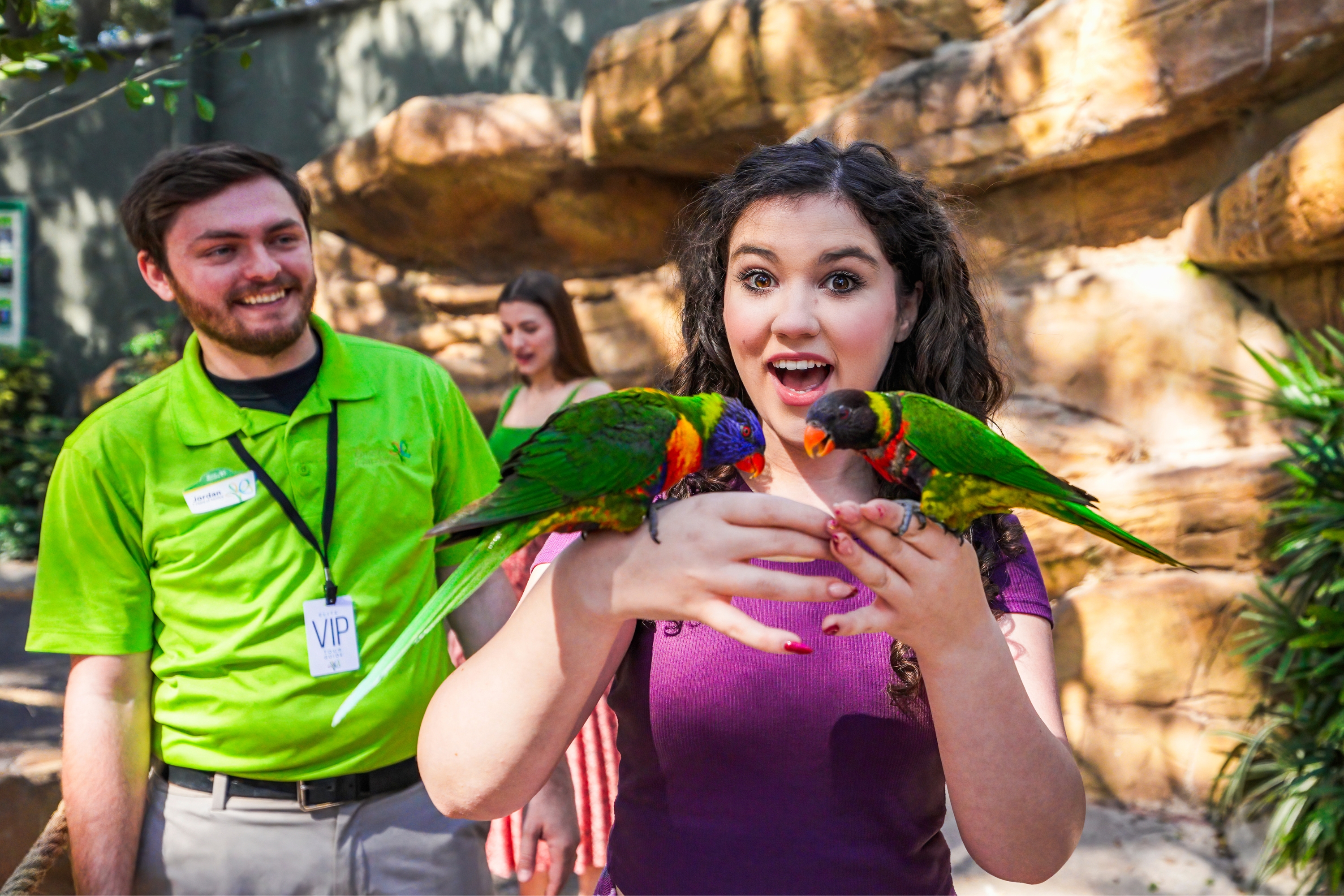 O lorikeet é um colorido pássaro australiano, que também está no Busch Gardens.