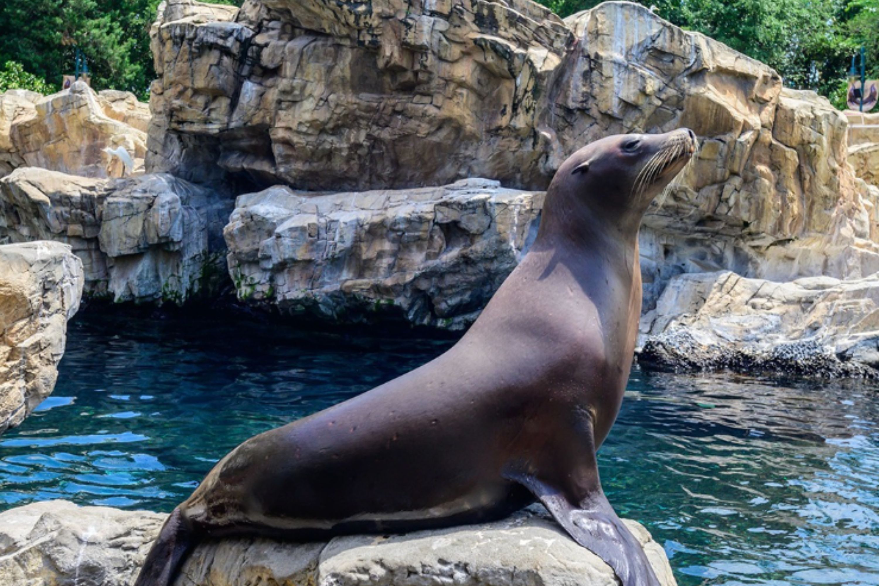 Conexões com animais no SeaWorld Orlando.