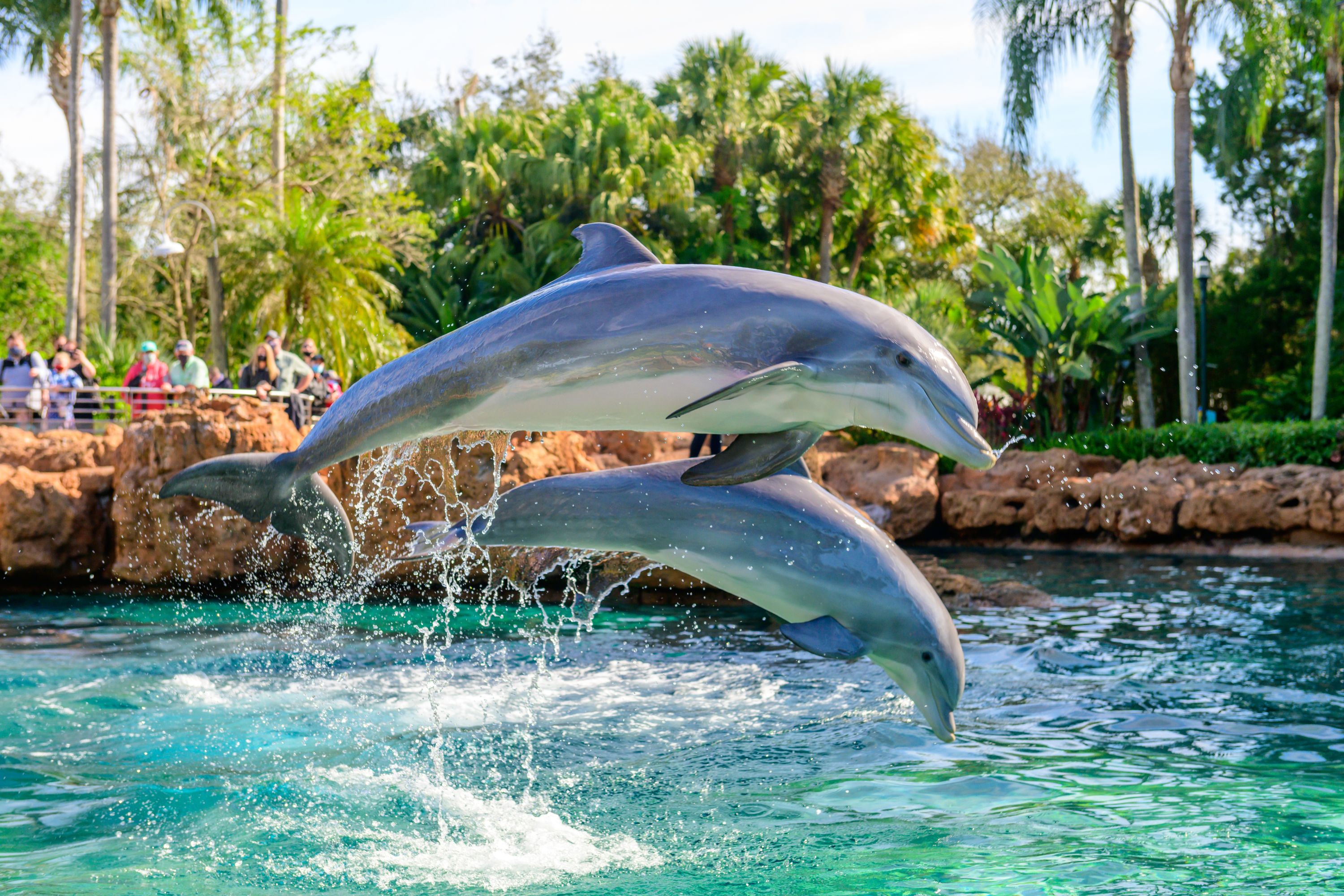 No SeaWorld Orlando é possível ver golfinhos e aprender mais sobre essas criaturas marinhas.
