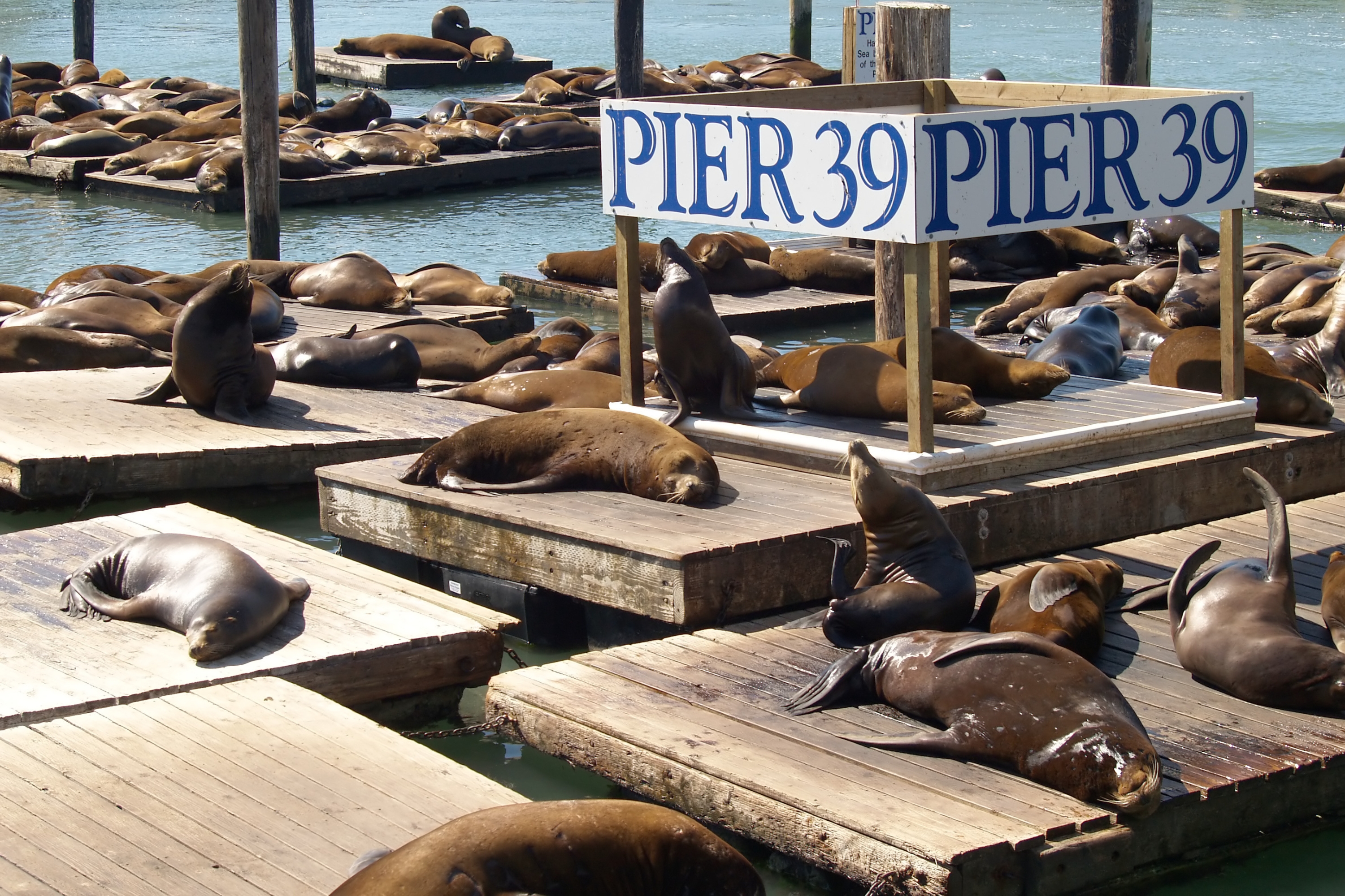 Os leões marinhos são figuras cativas no Píer 39.