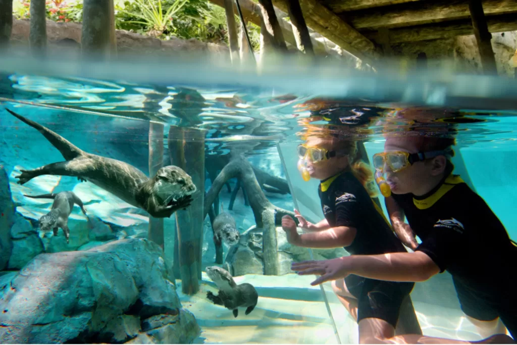 O Discovery Cove possui poucas atrações - todas voltadas para o bem-estar e contato com os animais.