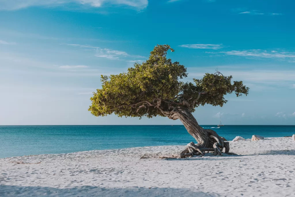As fofoti trees são árvores que crescem em direção ao mar e são símbolo de Aruba.