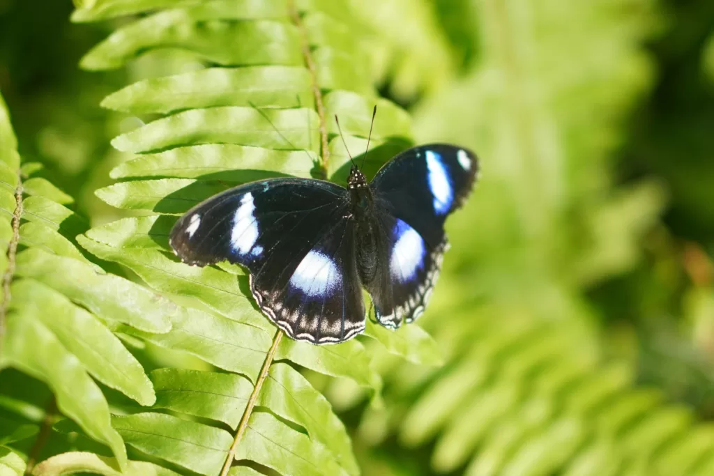 Na Butterfly Farm de Aruba você pode ver diversas espécies de borboletas.