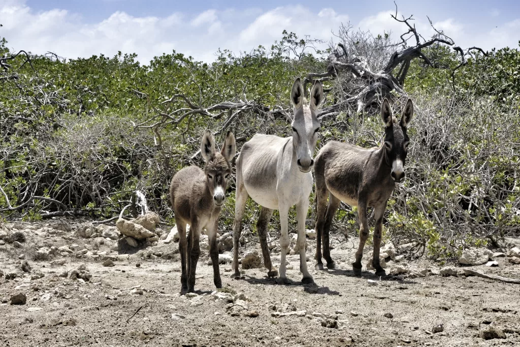 Em Bonaire, você encontra um santuário para burros na ilha.