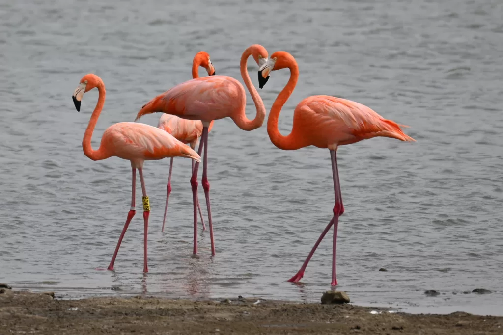 Veja flamingos em Bonaire, essas coloridas criaturas fazem parte do cenário da ilha.