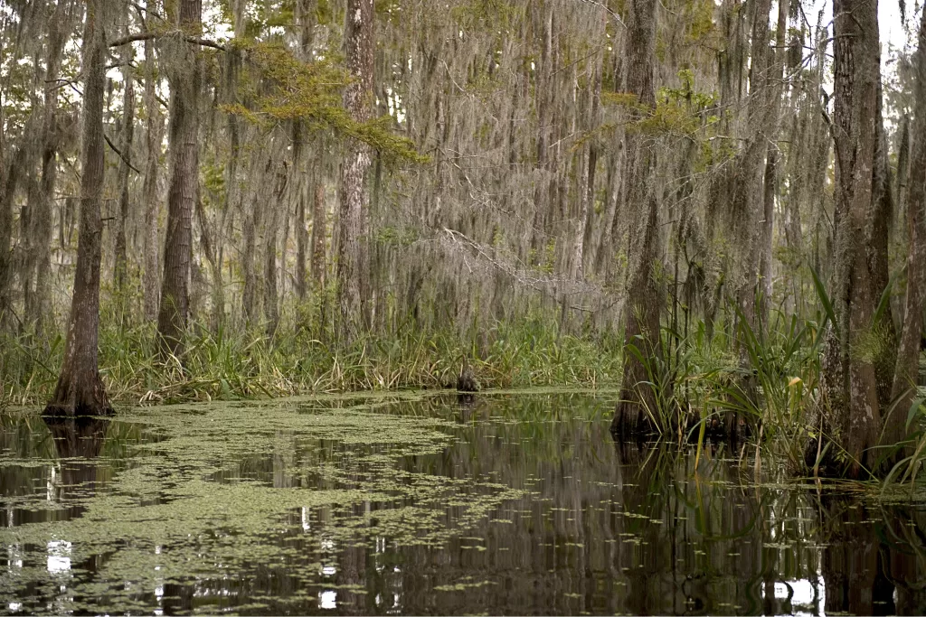 O tour do Bayou é um passeio interessante em Nova Orleans.
