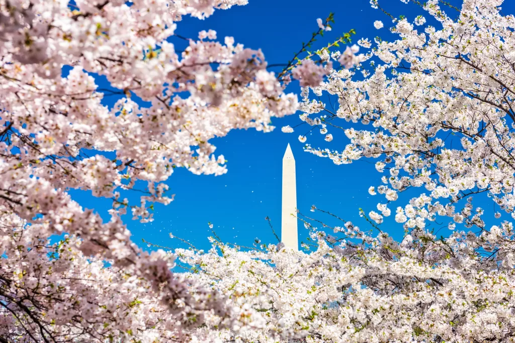 Se for a Washington D.C. na primavera, não deixe de conferir as cerejeiras dando flores.