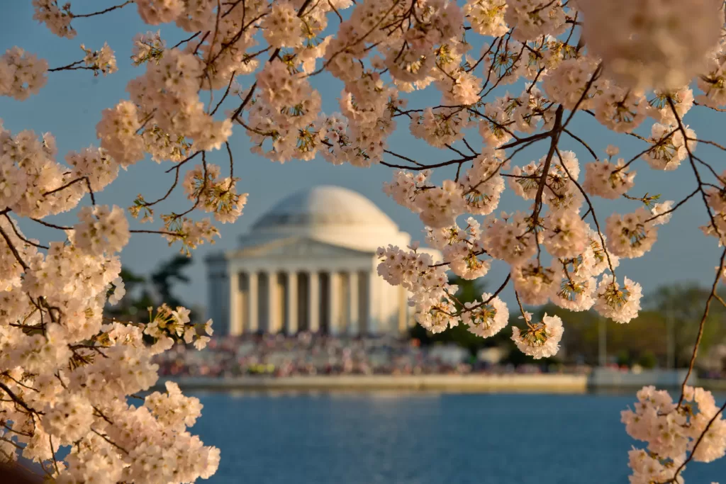 O National Cherry Blossom Festival acontece na primavera  e acompanha o desabrochar das cerejeiras na capital dos EUA.