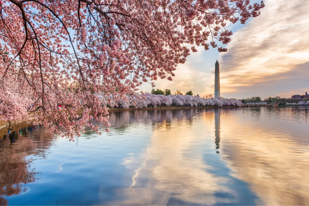 A primavera é uma das melhores épocas para ir a Washington D.C. É quando as cerejeiras desabrocham, colorindo a capital americana.