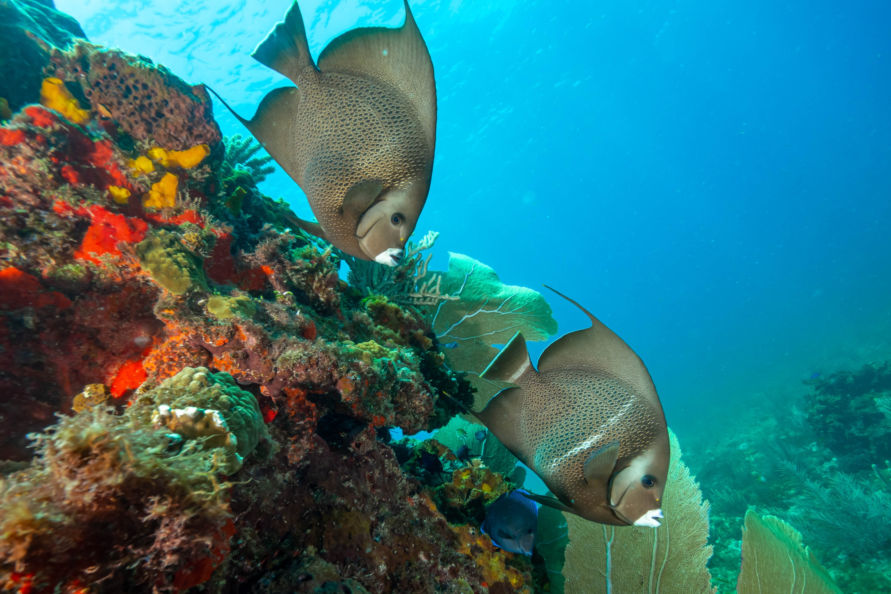 Mergulo e snorkel são algumas das melhores atividades para se fazer em Cancún.