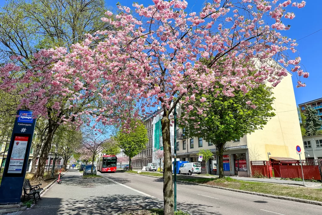 Na primavera, as flores começam a desabrochar e a paisagem nórdica ganha novas cores. As temperaturas sobem gradualmente, variando entre 4 °C e 12 °C.