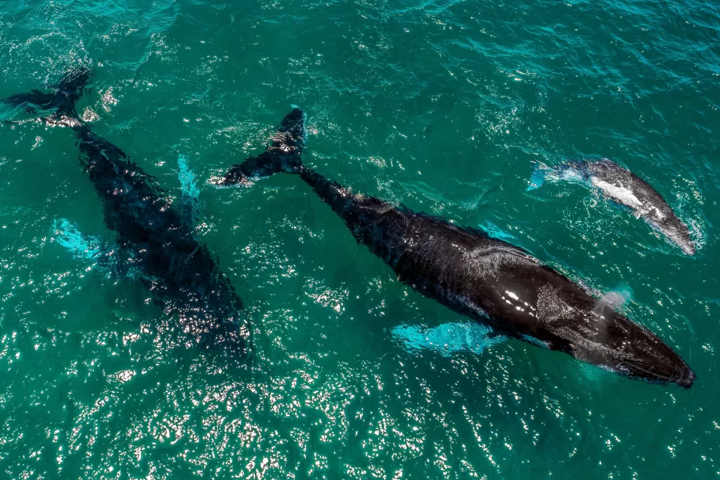 Entre julho e outubro, regiões como Pedasí e Tonosí, no Panamá, oferecem a chance de observar baleias-jubarte em seu período de migração. 