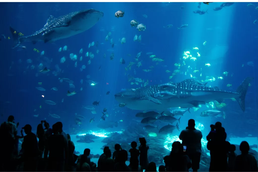 Georgia Aquarium: um dos maiores aquários do mundo. É um dos poucos lugares fora da Ásia onde você pode ver de perto um tubarão-baleia.