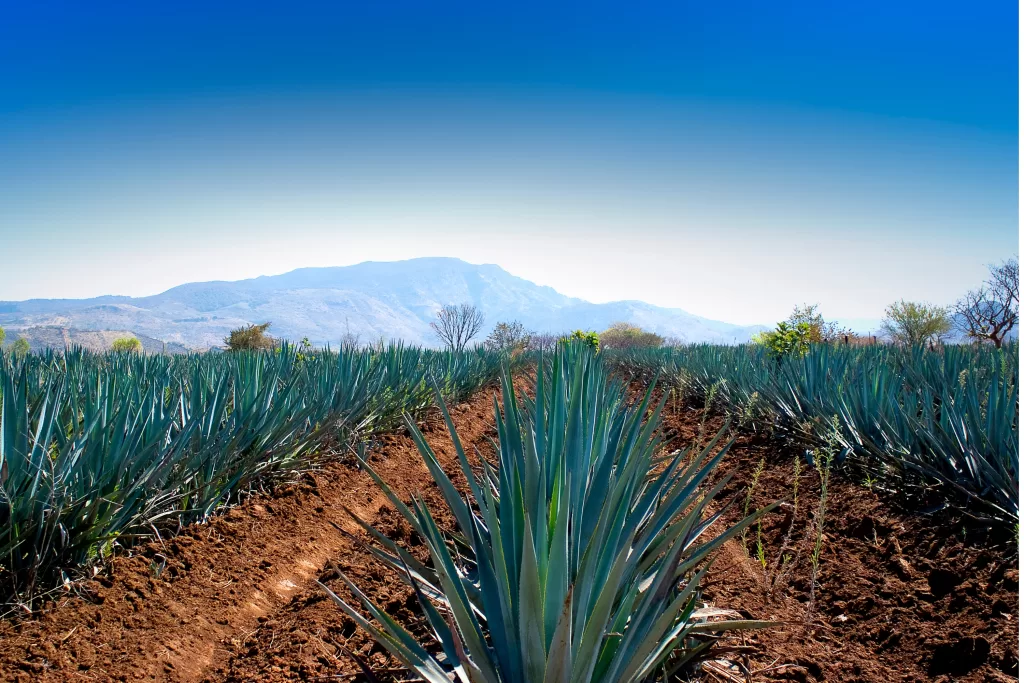 Você não pode ir a Guadalajara e não visitar a cidade que dá nome à bebida nacional: a Vila de Tequila! O trajeto leva cerca de 1h15 de carro ou ônibus.