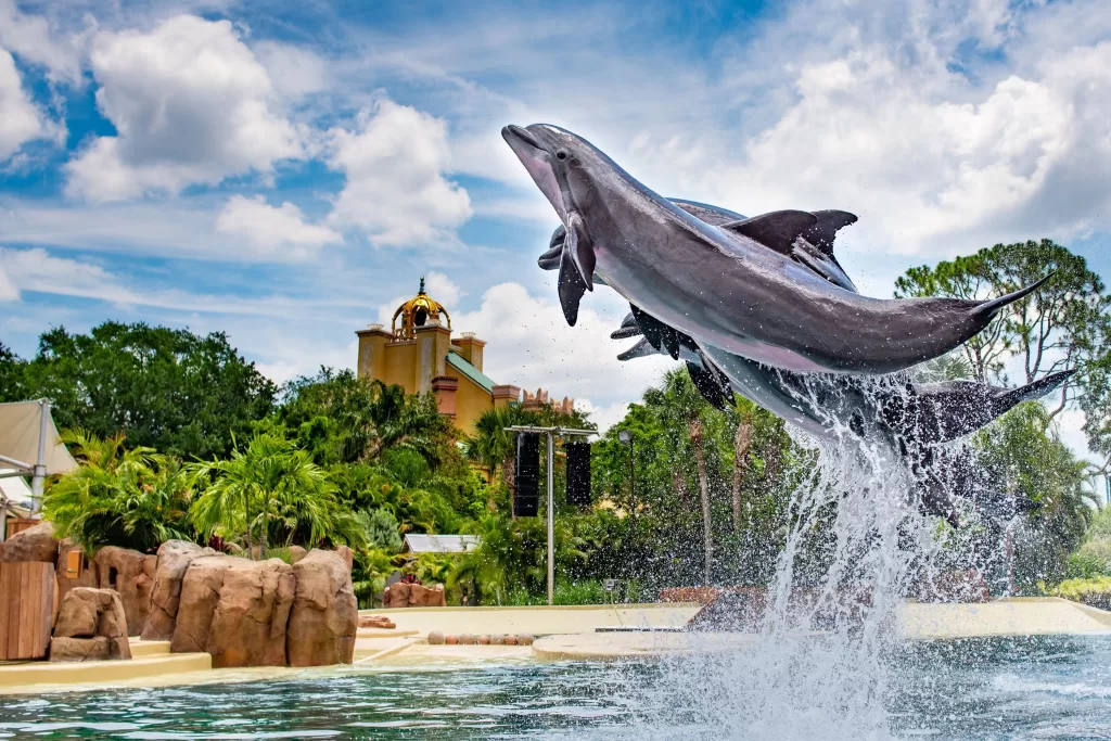 Além das áreas de observação, o SeaWorld Orlando também conta com shows diários que encantam adultos e crianças. As apresentações combinam entretenimento e educação, reforçando a importância da preservação e do respeito à vida marinha.